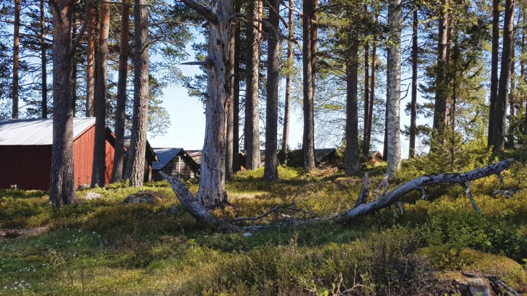 Skog med torraka och tallar.